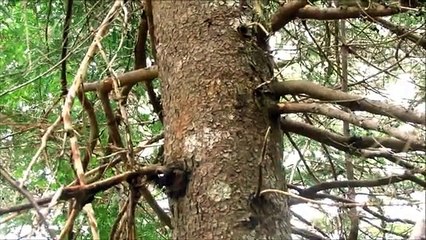 Baby Squirrels Playing