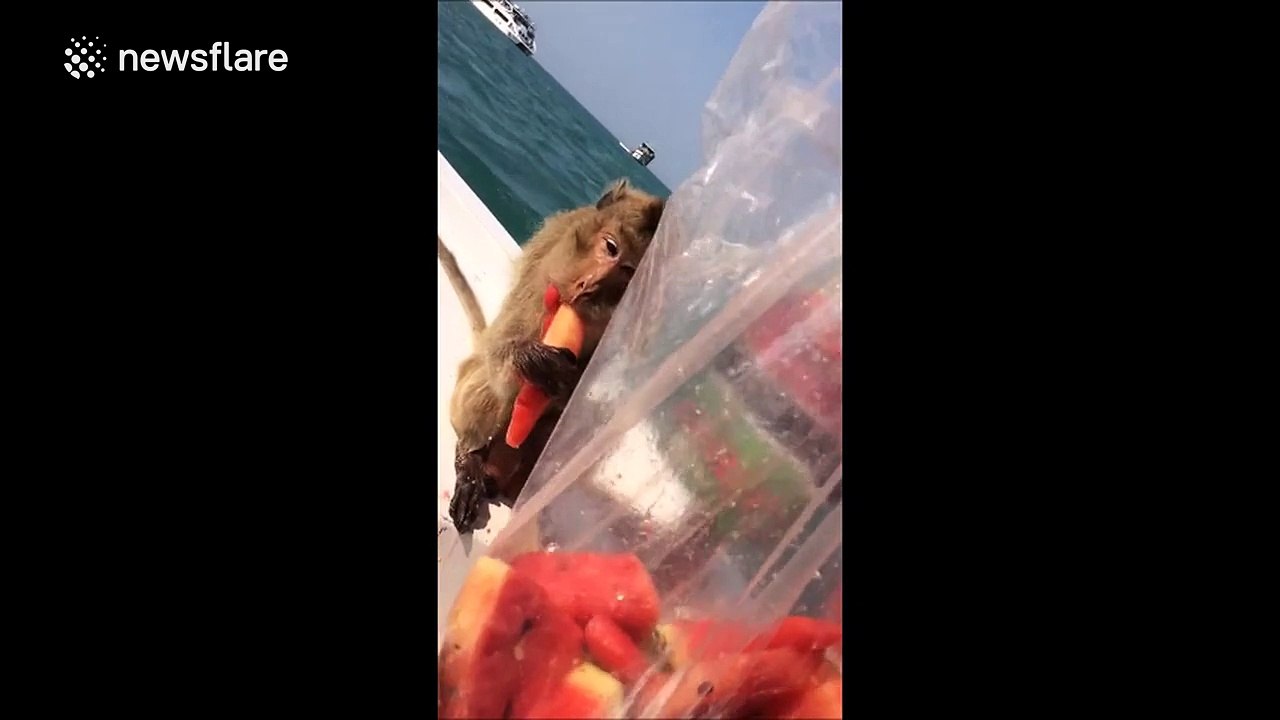 Monkey guzzles watermelon