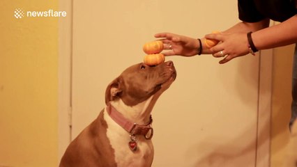 Pit bull can balance four pumpkins on her nose