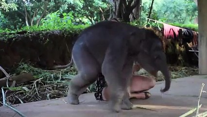 Un bébé éléphant de 2 semaines câline tendrement sa soigneuse