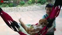Funny cats acting like humans 2015