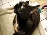 Este Gato Me Asusta De Verdad! ★ Gato divertido gato chistoso gato tierno loco risa humor