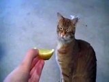 ESTE GATO ODIA EL LIMON! JAJA - humor gatos - video divertido gatos chistosos risa
