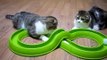 Estos Gatos Estan Muy Entretenidos Con Su Nuevo Juguete ★ humor gatos - video divertido gatos
