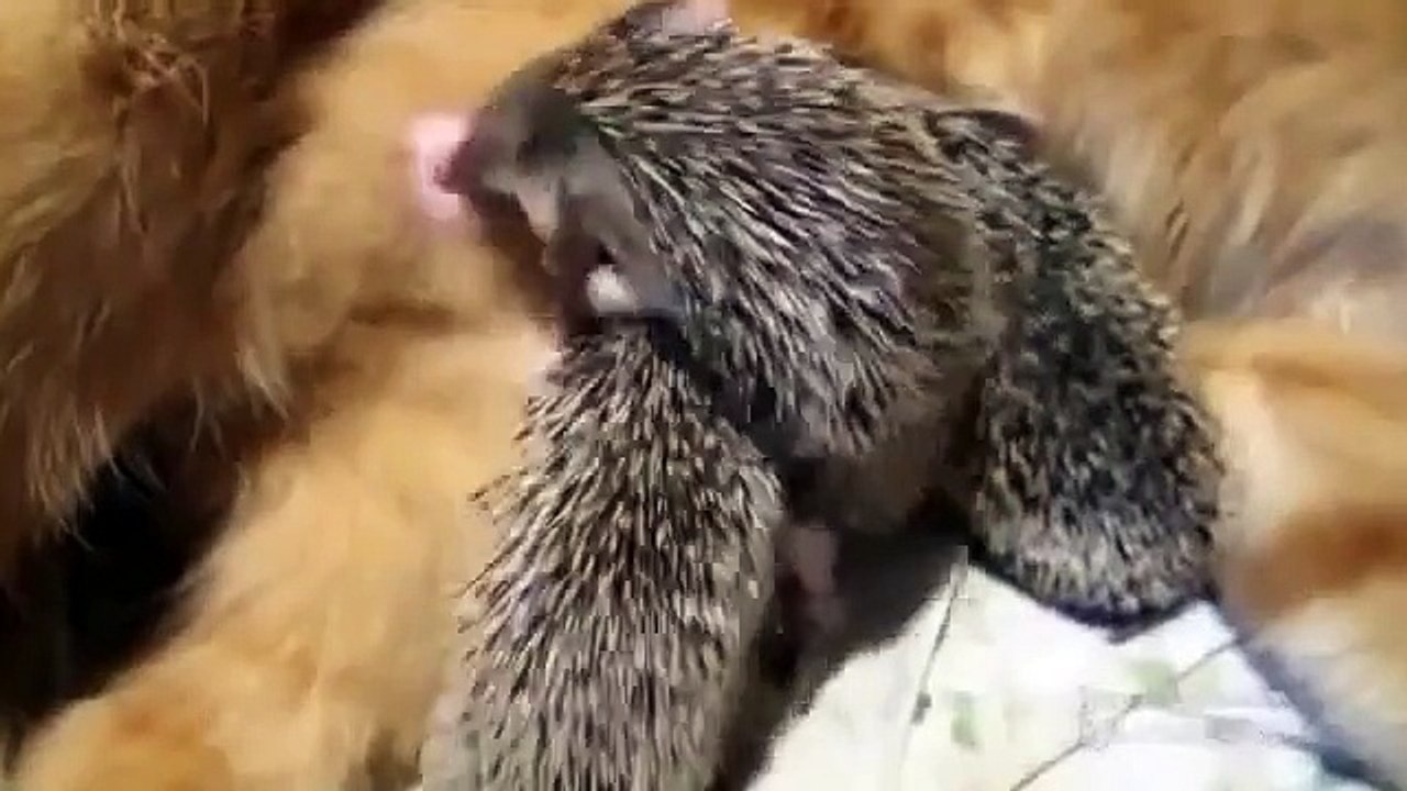 Gata Da Leche A Puercoespinos! ★ Gato divertido gato chistoso gato tierno loco risa humor