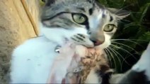 Gatito De SUPER MAL HUMOR! ★ humor gatos - video divertido gatos chistosos