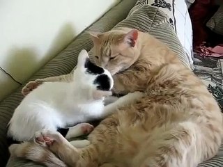 Gatito No Deja Tranquilo Al Papa! ★ Gato divertido gato chistoso gato tierno loco risa humor