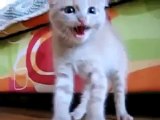 Gatito Super Agresivo! ★ Gato divertido gato chistoso gato tierno loco risa humor