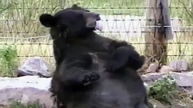 İnekten süt içen kedi - Funny videos - Komik videolar