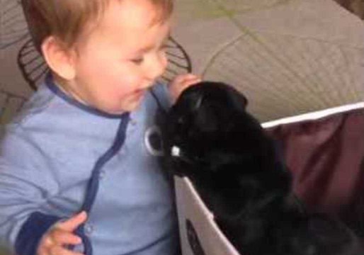 Pug Puppies Try to Escape Their Box to Play