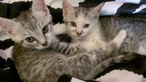 Cute Little Kittens - CUTENESS OVERLOAD