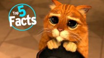 Top 5 Paw-sitive Facts About Cats