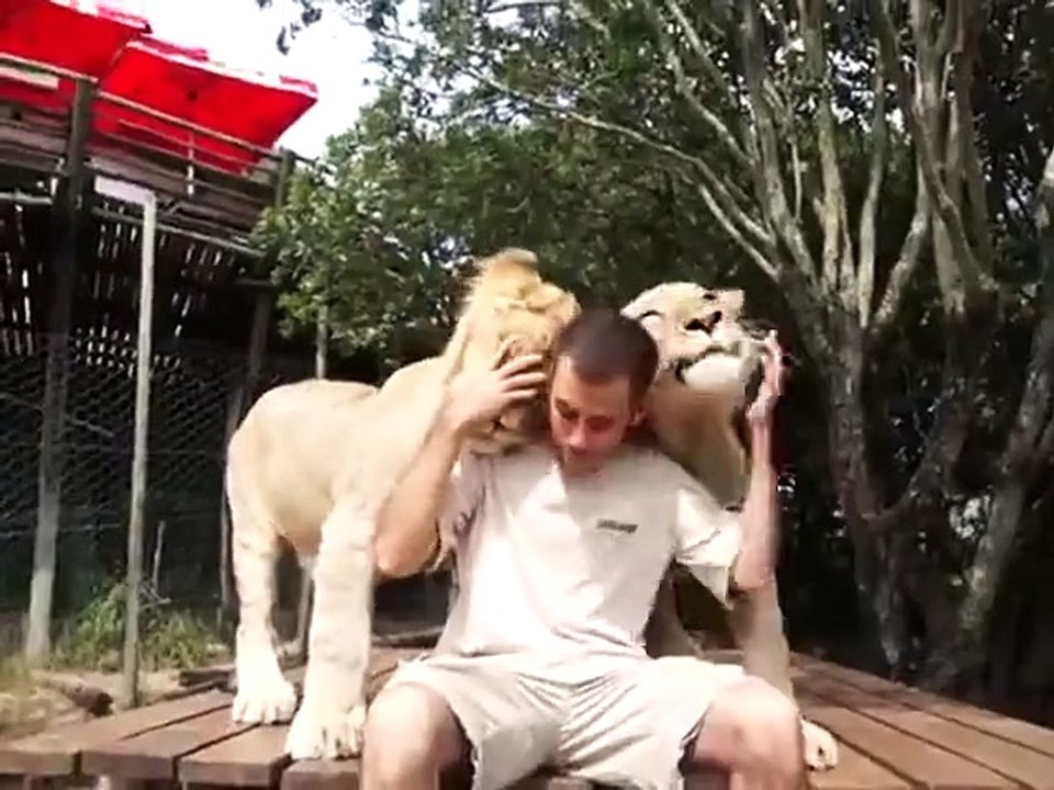 Getting Love From The Lions