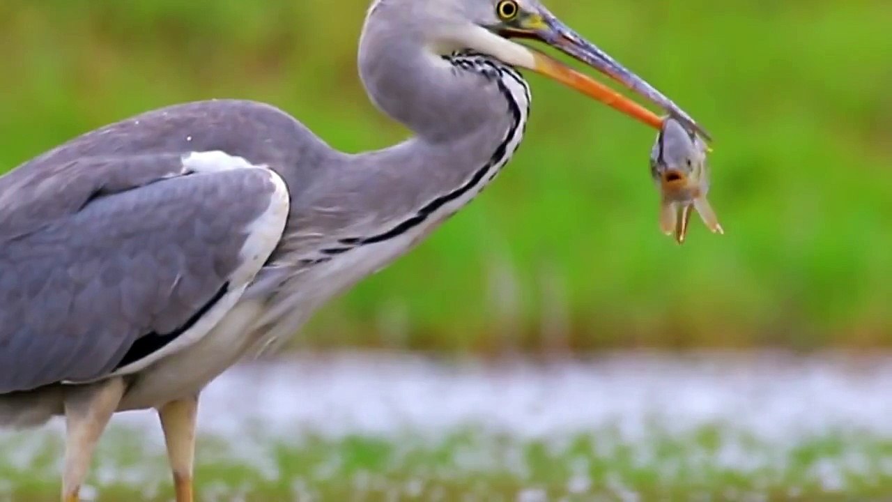 Grey Heron fishing. Серая цапля на рыбалке.