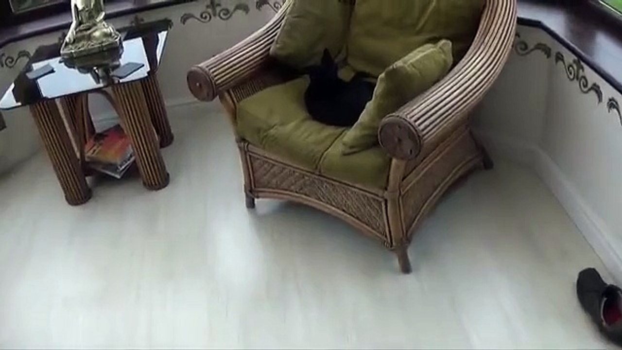 How To Train a Cat