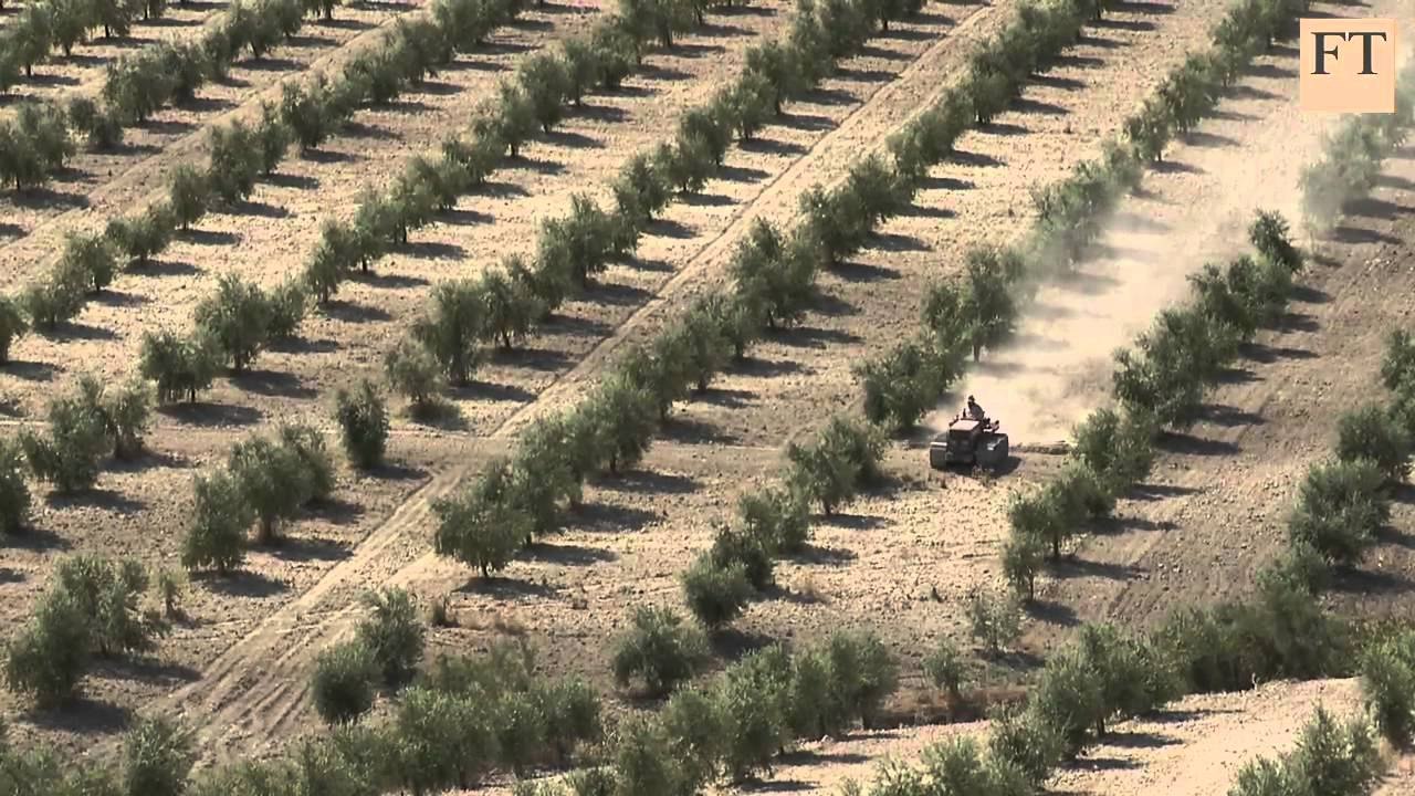Olive sowing in Pakistan - part 2