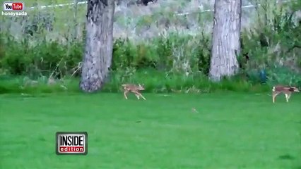 Baby Deer Doesn't Want to Leave Her Rescuer's Side