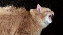 SHAKING CATS SLOWMOTION