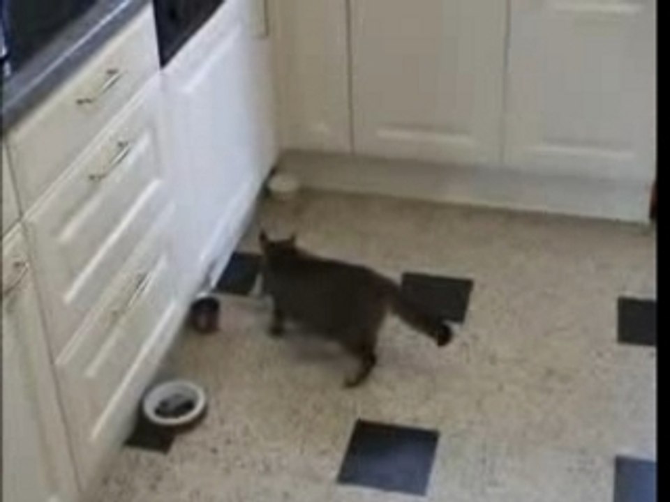 Chats gag