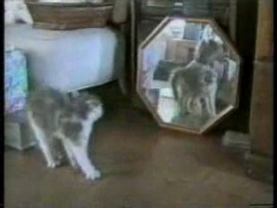 Clip sur les chats