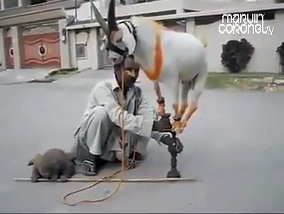 Cute Goat Work