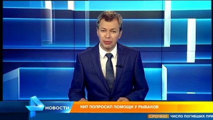 Огромный кит попросил помощи у рыбаков
