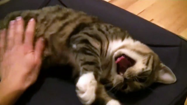 Смешной, говорящий котёнок - позитив на весь день =)