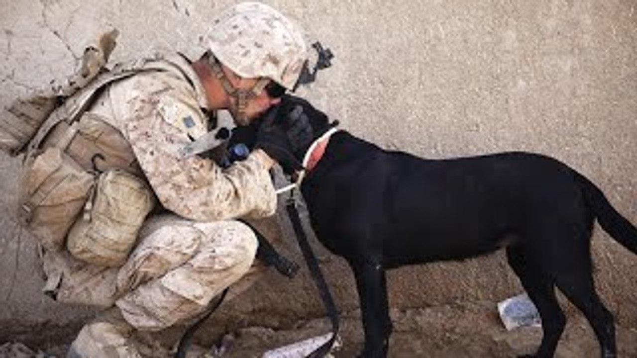 Dogs Welcoming Soldiers Home Compilation 2012 [HD]