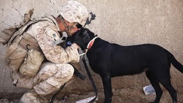 Dogs Welcoming Soldiers Home Compilation 2012 [HD]