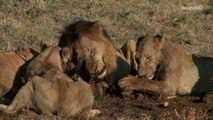 10,000-year-old Cave Lions found well preserved