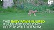 Fawn Reluctant To Leave The Stranger Who Saved Its Life