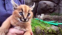 Caracal Kittens At The Oregon Zoo Are Going Viral For All The Right Reasons