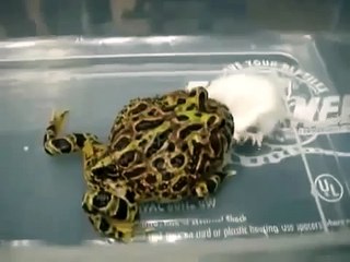 Mira cómo este sapo se come a un ratón