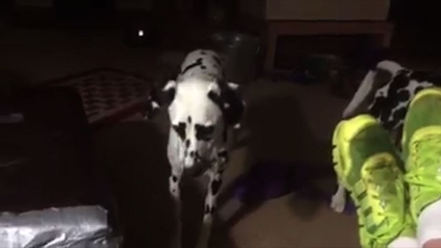 Dalmatian Puppy Falls Asleep While Standing Up