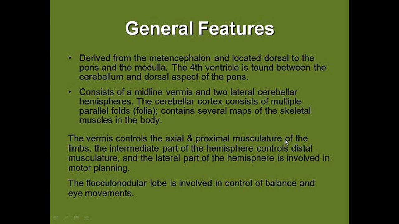 Cerebellum