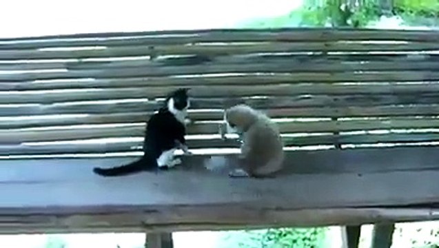 Обезьяна играет с кошкой