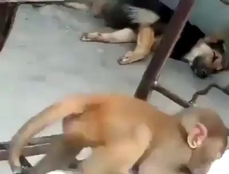 Обезьянка играет с кошкой