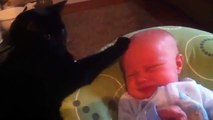 Прикол. Кот - нянька убаюкивает плачущего ребенка