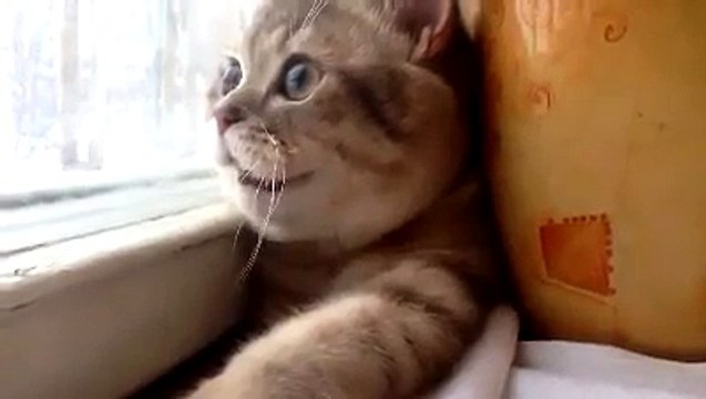 Прикольные коты и кошки. Видео подборка смешных кошек