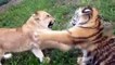 Tiger Cub playing with Lion Cub