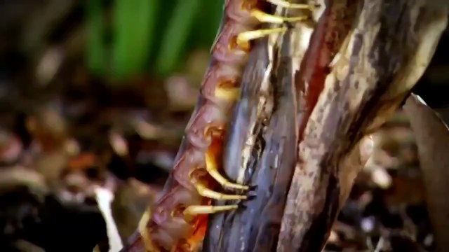 National Geographic animals fighting The Lives Of Lions Nat Geo Wild documentary films HD