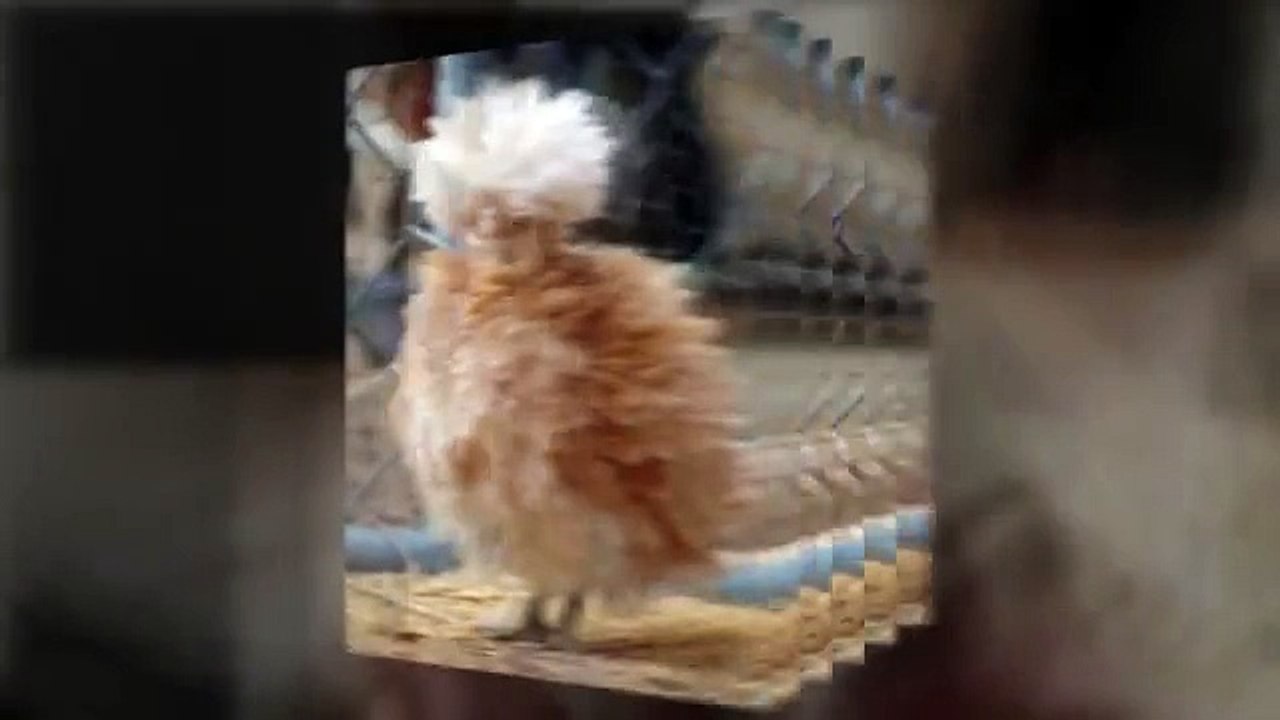Funny chicken pictures