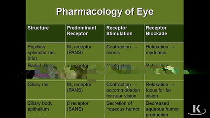 Visual Reflexes & Brain Anatomy 🧠
