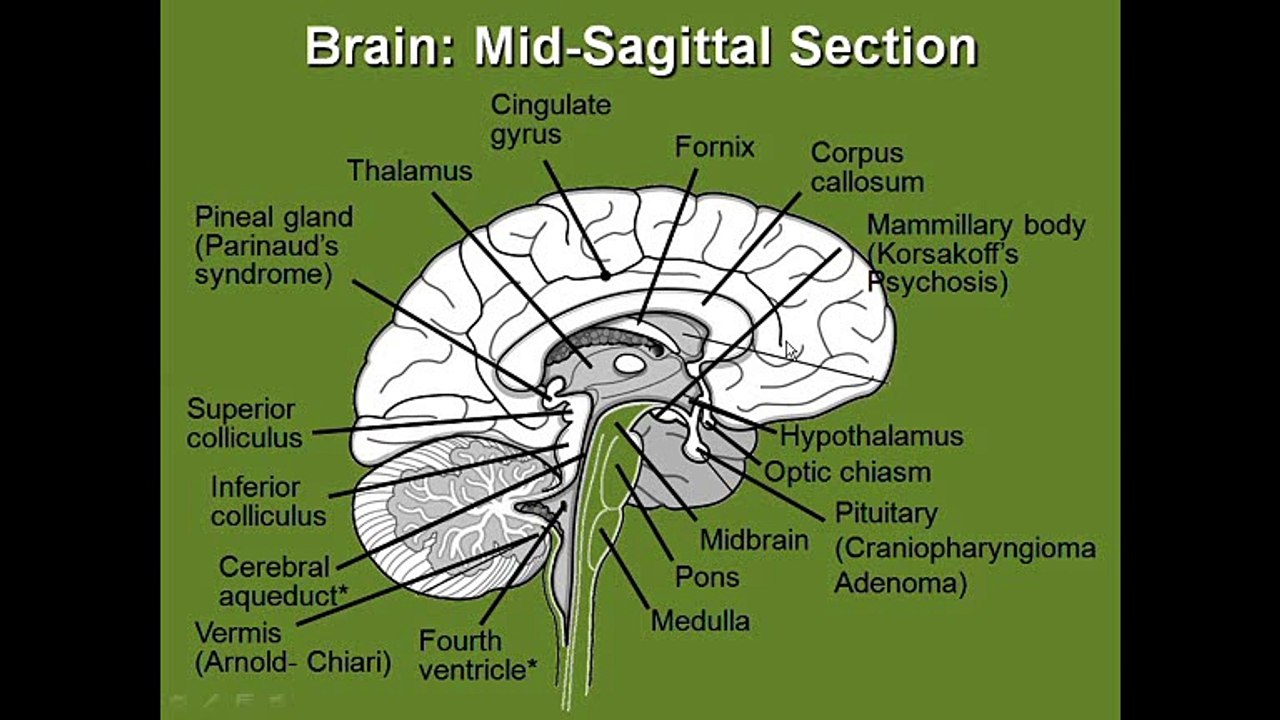 Diencephalon