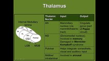 Thalamus