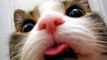 Funny Cats Showing Tongues - Cute Cat Compilation