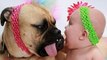 Cute Babies and Dogs Playing Together - Funny Baby