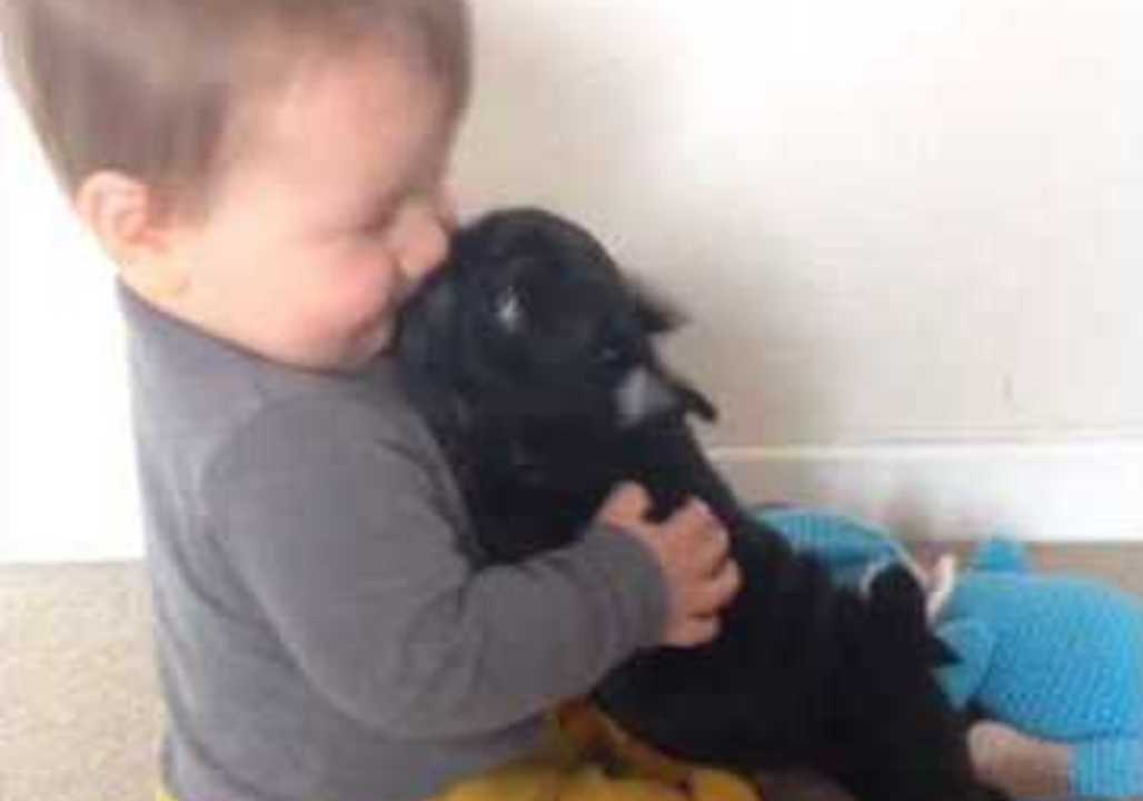 Pug Puppy Showers His Baby Playmate With Kisses