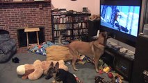 Cão tem reação incrível todas as vezes que assiste ao seu filme preferido