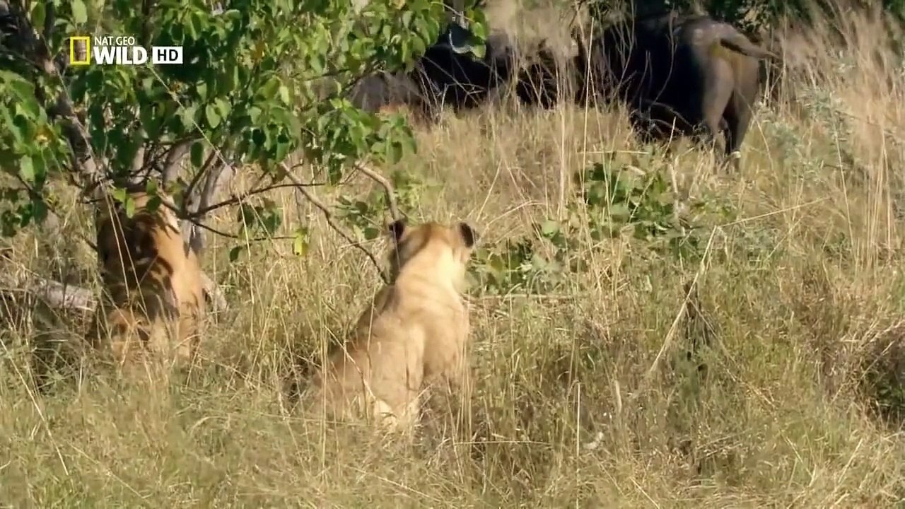 Botswana Lion Wild discovery channel animals National Geographic documentary Animal planet